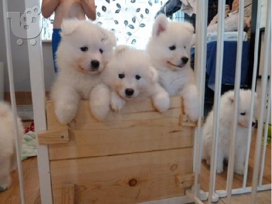 PoulaTo: Αξιολάτρευτο κατ 'οίκον αυξημένο Samoyed κουτάβια προς πώληση
